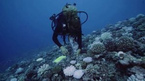 Read more about the article Ecosystème sous marin